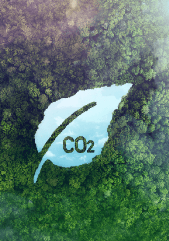 leaf with co2